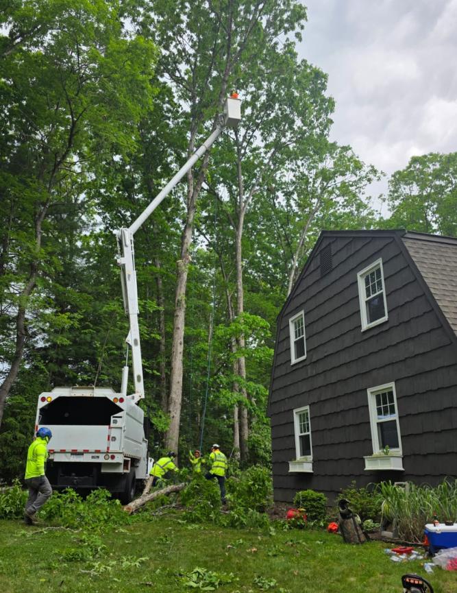 contacto apple tree service connecticut