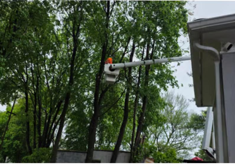 ttree services connecticut 2