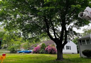 ttree services connecticut 3