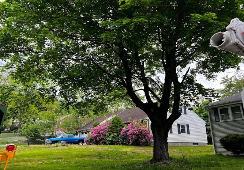 ttree services connecticut 3