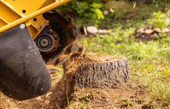stump grinding connecticut