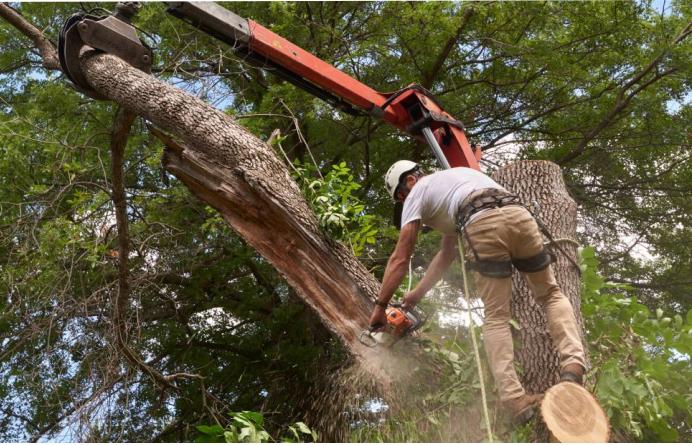 tree removal connecticut tree services