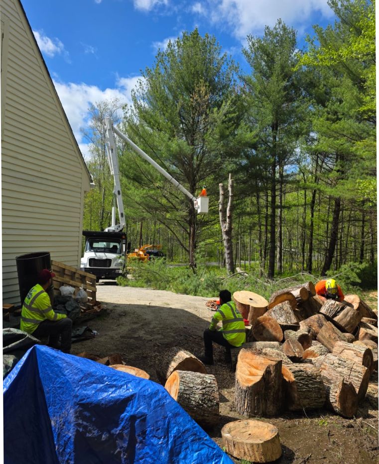 tree removal connecticut