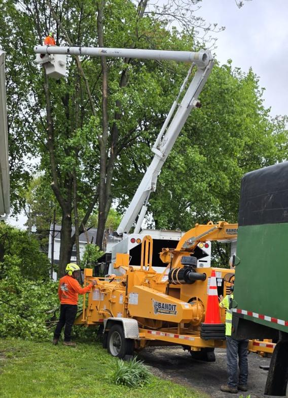tree services in danbury ct