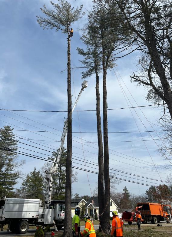 tree services in torrington ct